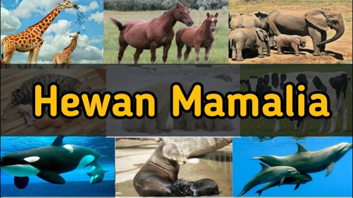 Hewan Mamalia Ini Memiliki Ciri yang Antimainstream