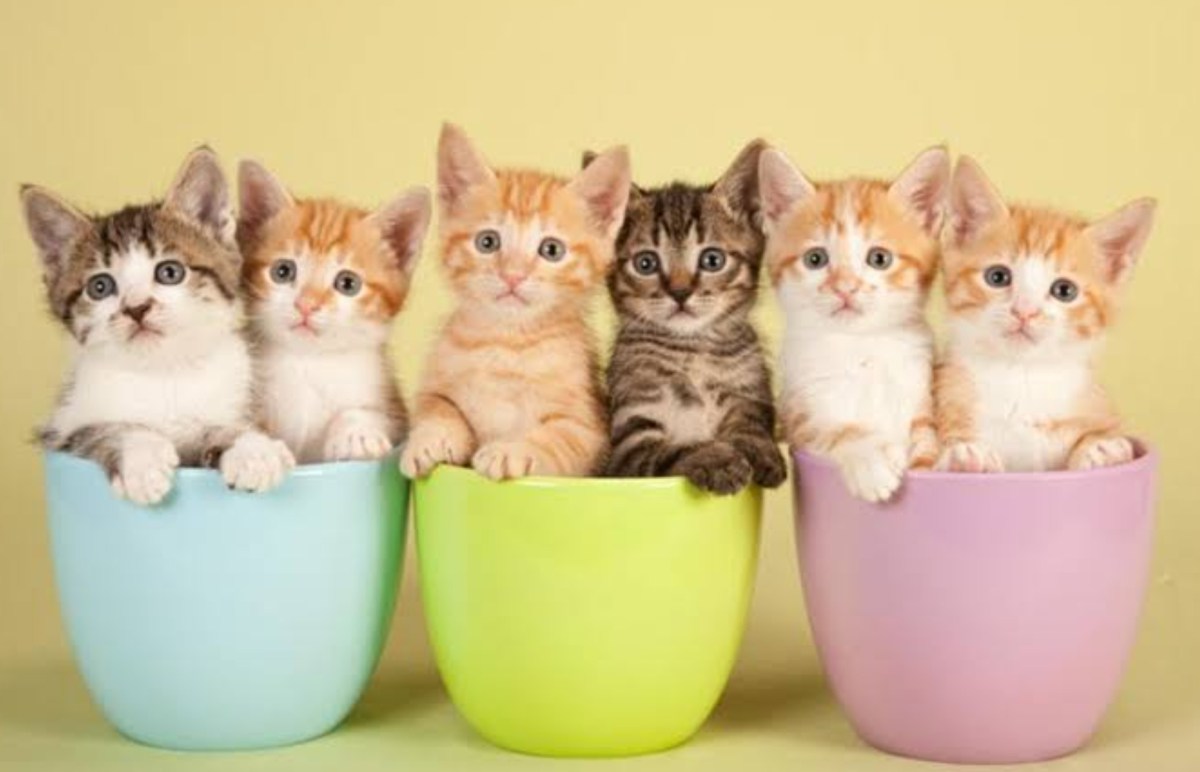 10 Tips Cara Merawat Anak Kucing Baru Lahir - Kucing.co.id