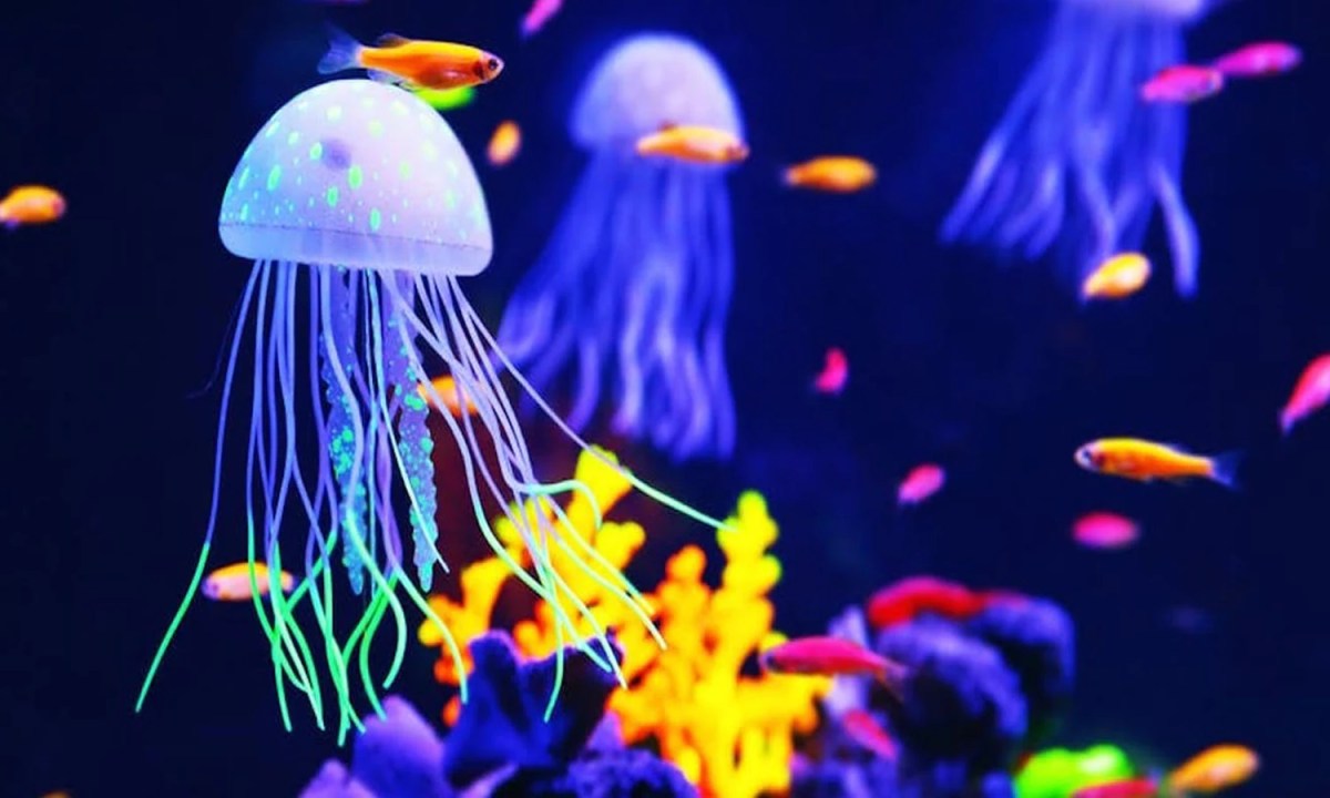 Ubur-ubur berkembangbiak secara vegetatif dengan