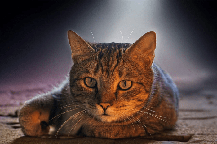 Kapan anak kucing bisa makan