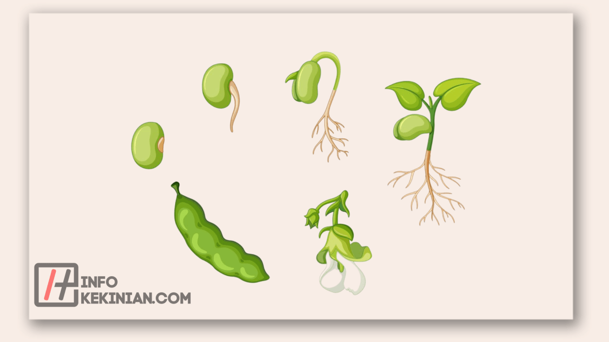 3 Tujuan Makhluk Hidup Berkembang Biak yang Perlu di Ketahui