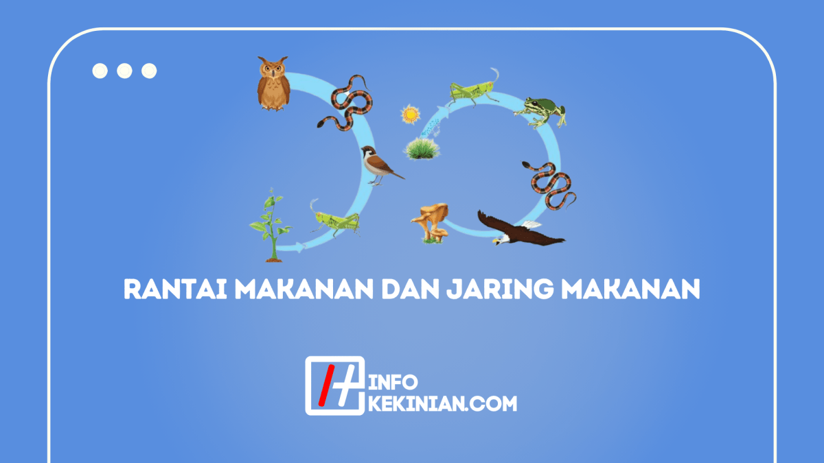 Apa Yang Dimaksud dengan Rantai Makanan dan Jaring Jaring Makanan