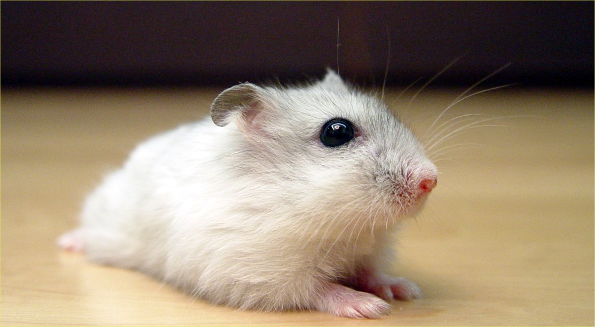 Hamster makan anak