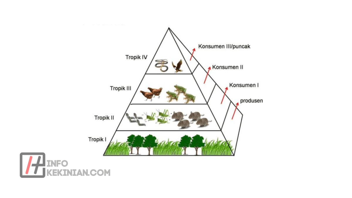 Apa yang dimaksud dengan jaring jaring makanan