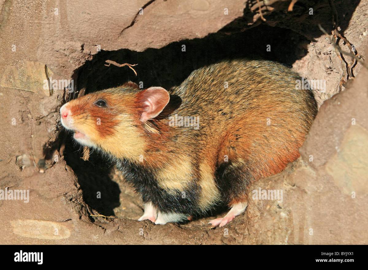 Cute Hamster Wallpapers - Top Free Cute Hamster Backgrounds ...