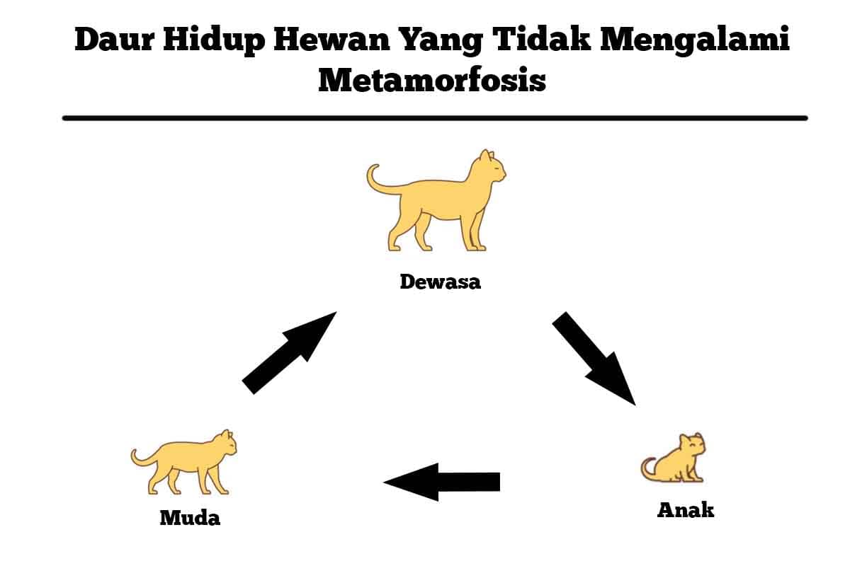 Daur hidup hewan