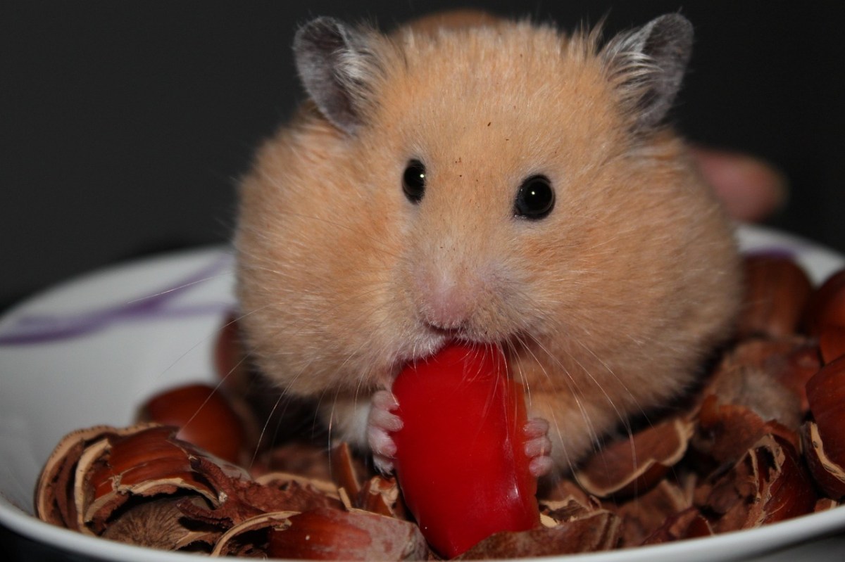 File:Pearl Winter White Russian Dwarf Hamster - Front.jpg