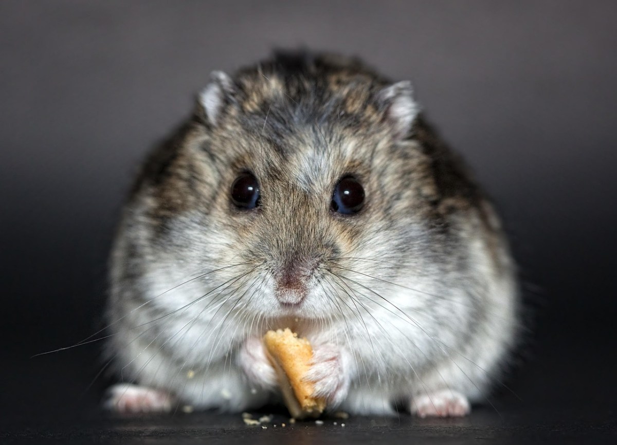 Hamster makan anak