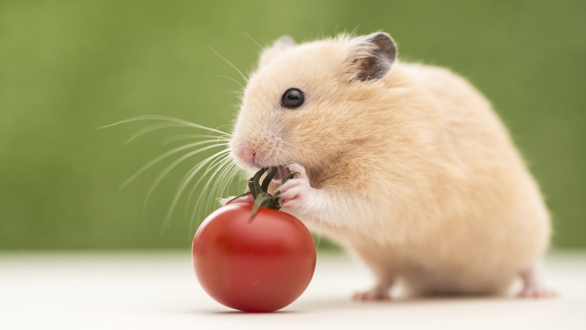 Dwarf Hamster Care Sheet: Food, Habitat Health Petco, 49% OFF