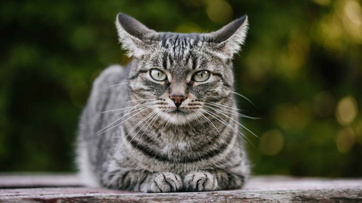 Kucing makan anaknya sendiri