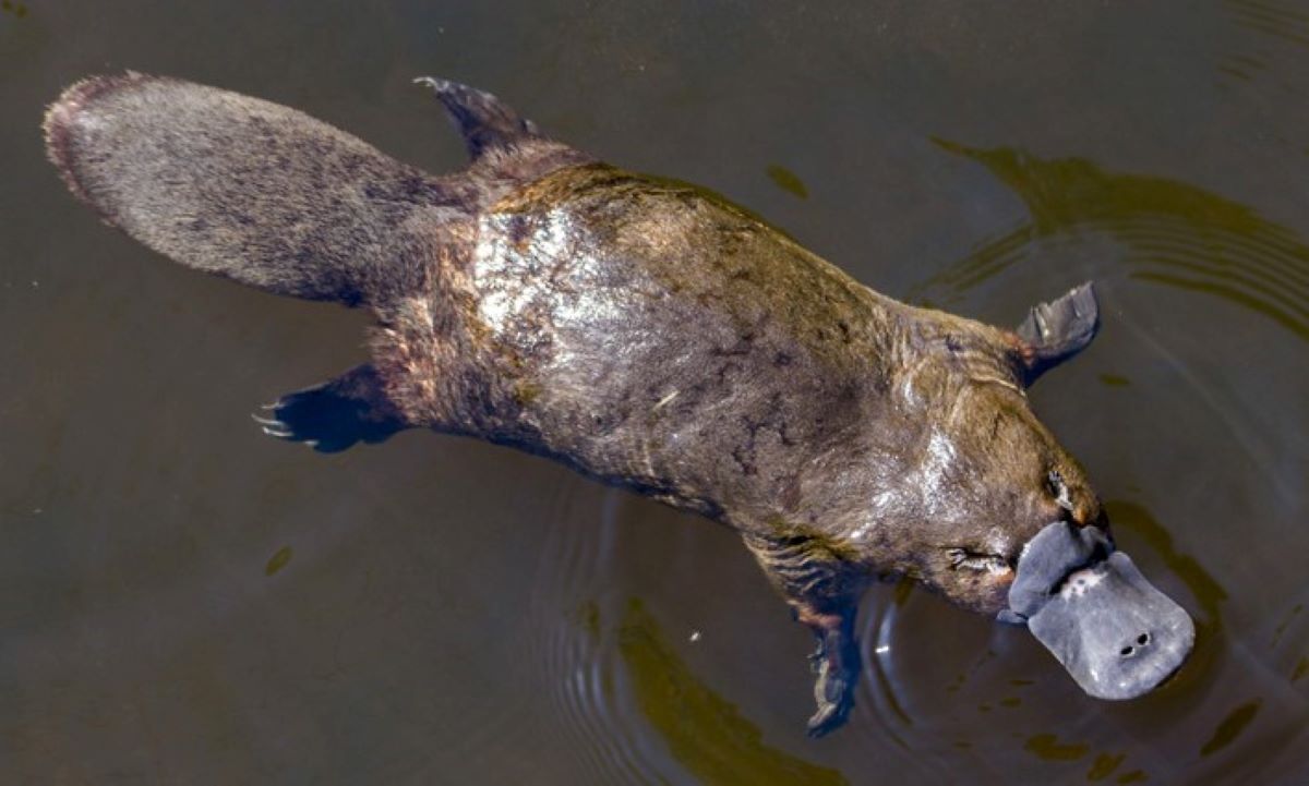 Apakah Ada Mamalia Yang Hidup di Air, Baca Yuk